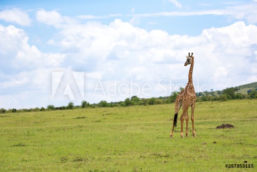 Image de Giraffes run through the grass landscape in Kenya